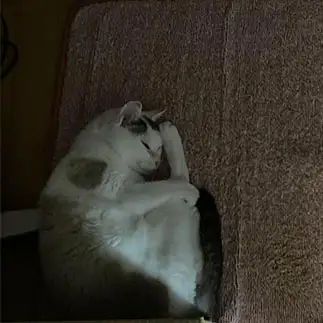 端っこすぎるネコ　　猫子さん