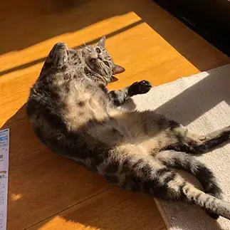 お腹自慢しすぎるネコ　　?橋くーちゃんさん