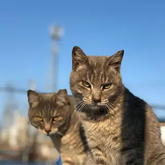 ニャからすぎるネコ　　どんがばちょさん