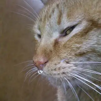 猫アレルギーすぎるネコ　　トラです。さん
