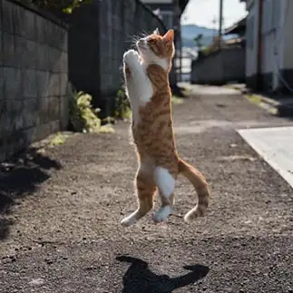 飛び上がるほどお祈りしすぎるネコ　　karukan_catさん