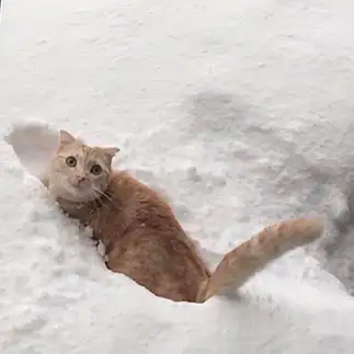雪に馴染みすぎるネコ　　齊藤帆花さん