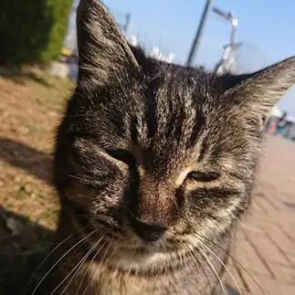 しょぼしょぼすぎるネコ　　ぐさん