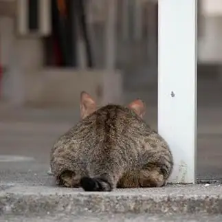 ネズミっぽすぎるネコ　　サトウヒロキさん