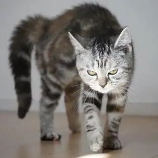 子猫なのに凄味がありすぎるネコ　　Mommyさん