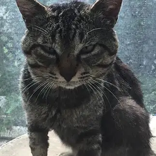 哀れすぎるネコ　　ナナカマドさん