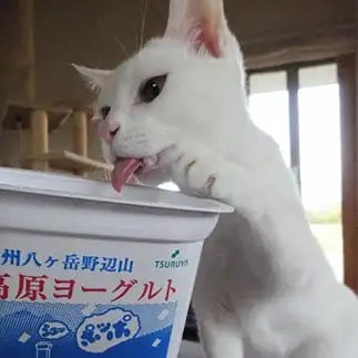 ヨーグルト好きすぎるネコ　　pinochikoさん