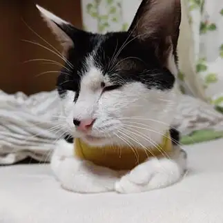 悟りを開きすぎるネコ　　さくさくさん