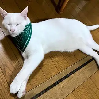 もう限界すぎるネコ　　大橋 由紀江さん