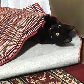 キョトン顔すぎるネコ　　ともよんさん