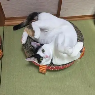 どっち向きか、わからなさすぎるネコ　　ぼんママさん