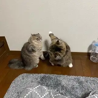 プロレスすぎるネコ　　よも金さん