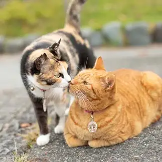 リア獣すぎるネコ　　mochaさん