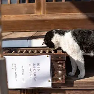 賽銭のチェックが厳しすぎるネコ　　mochaさん
