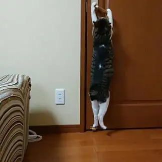 長すぎるネコ　　中澤理恵さん