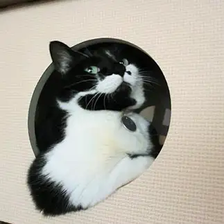 眺めの良い部屋すぎるネコ　　ゆいさん