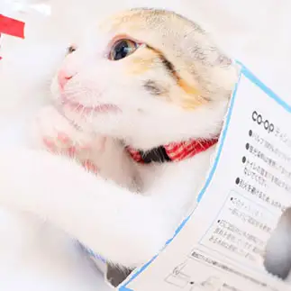 ティッシュを愛しすぎるネコ　　ピヨさん