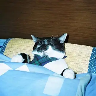 飼い主を差し置いて爆睡しすぎるネコ　　やまめさん