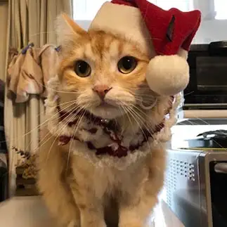 クリスマスが待ち遠しすぎるネコ　　mocachipmama さん