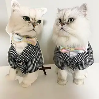ソックリすぎるネコ　　オレオにゃんさん