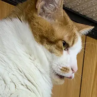 燃える闘魂！猪木すぎるネコ　　細部克子さん