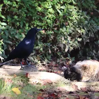 カラスに謝りすぎるネコ　　月夜のライオンさん