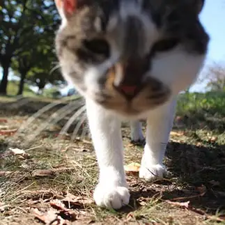 ちかすぎるネコ　　こころさん