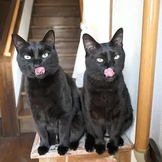 はらぺこすぎるネコ　　ななとはち(dirty2cats)さん