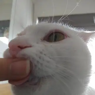指をちゅーちゅーしすぎるネコ　　フクさん