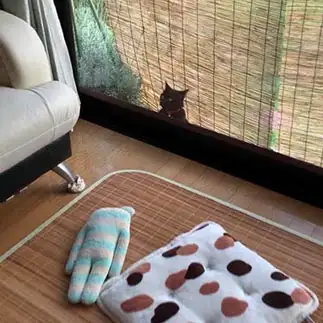 覗きたすぎるネコ　　黒猫さん