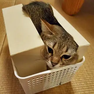 せますぎるネコ　　高橋 美喜さん