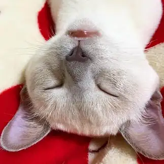 口が開きすぎるネコ　　JaMさん