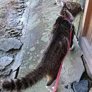 しっぽぶわぶわすぎるネコ　　ちびくろさん