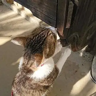 匂いが気になりすぎるネコ　　ちびくろさん