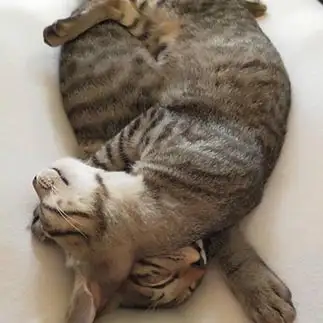 密着しすぎるネコ　　アノン＆シャインさん
