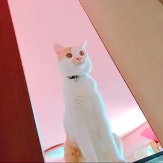 家長の風格？！長（おさ）すぎるネコ　　ゆうたんさん