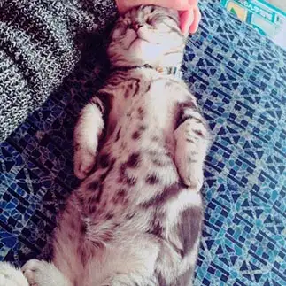 姿勢が良すぎるネコ　　ちゃこさん