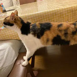 必死すぎるネコ　　しょこさん