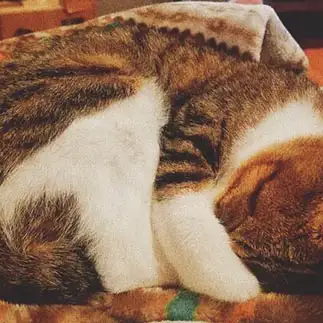 眩しすぎるネコ　　むぎさん