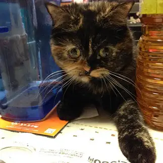 テーブルの上が気になりすぎるネコ　　ちづさん