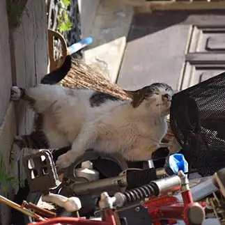 自転車に乗りたすぎるネコ　　たかさん