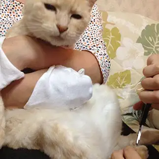 諦めの表情が顔に出すぎるネコ　　あいみちさん