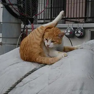 Lすぎるネコ　　光さん