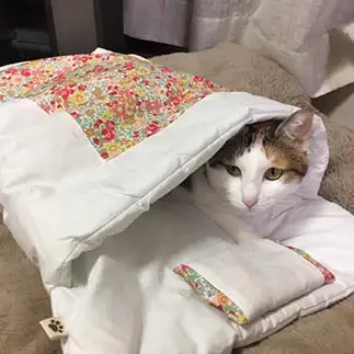 添い寝に誘うのが上手すぎるネコ　　まろんさん