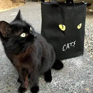 キャッツオーディションを受けようか悩みすぎるネコ　　ちょこシューさん