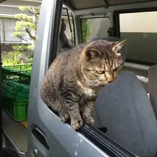 飼い主と同じ目線ですわりたすぎるネコ　　降旗紗羅さん