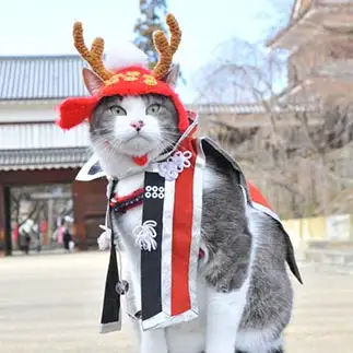 勇ましすぎる武将ネコすぎるネコ　　つあらさん