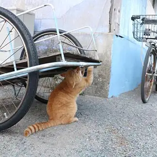 メンテならまかしときー！すぎるネコ　　ねこたろうさん