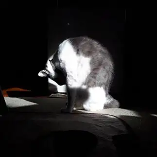 ションボリしすぎるネコ　　ホトチャンさん