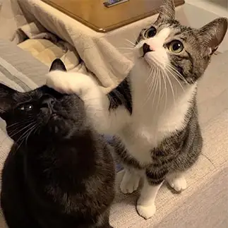 どんくさすぎるネコ　　らあこさん